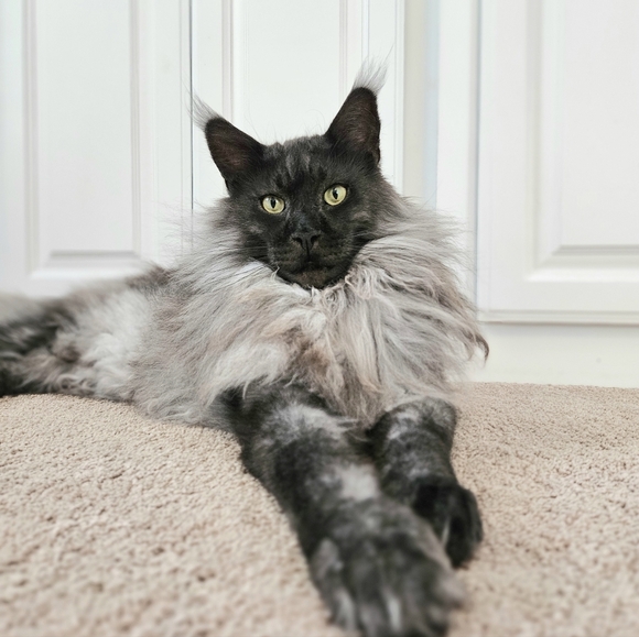 Meet your Posher, Amy - Picture 6 of 6